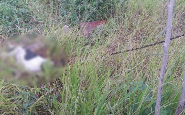 Homem denuncia filho de matar cachorra da família a pedradas em Avaré
