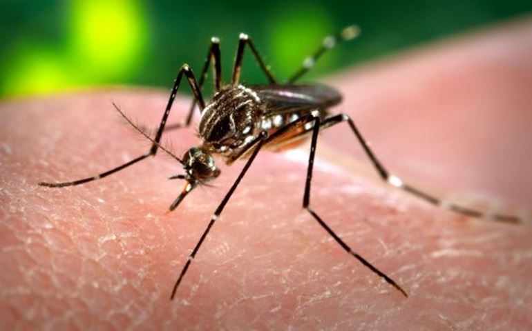 Fórum vai debater medidas de combate à Dengue