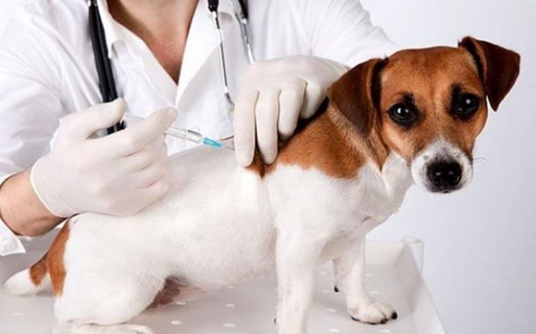 Segunda etapa da vacinação contra a raiva animal começa no dia 17