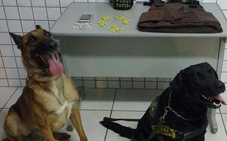 Cães farejadores ajudam policiais na apreensão de crack em Tatuí