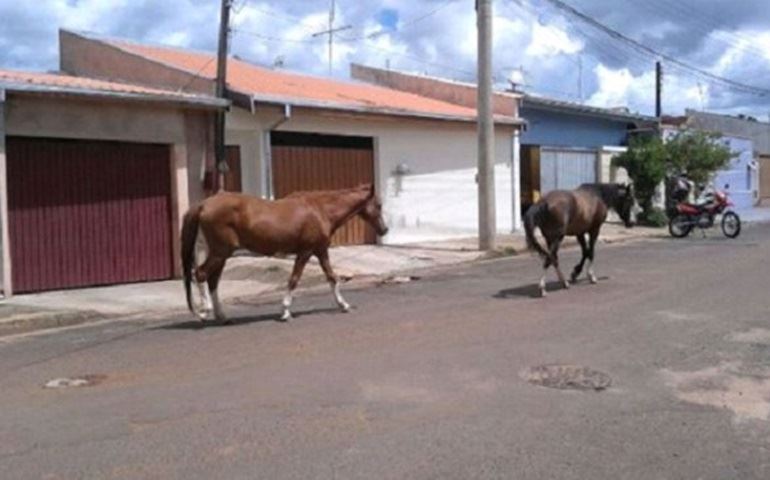 Cavalos soltos causam preocupação em Avaré