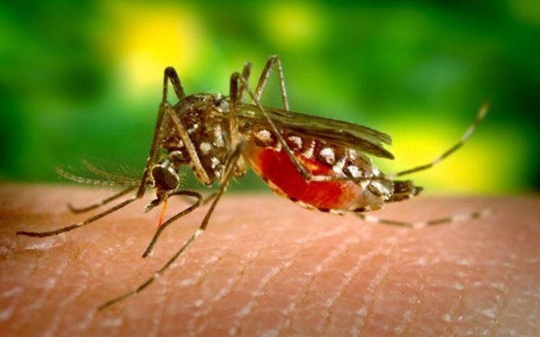 Secretaria de Saúde informa caso suspeito de febre amarela em Avaré