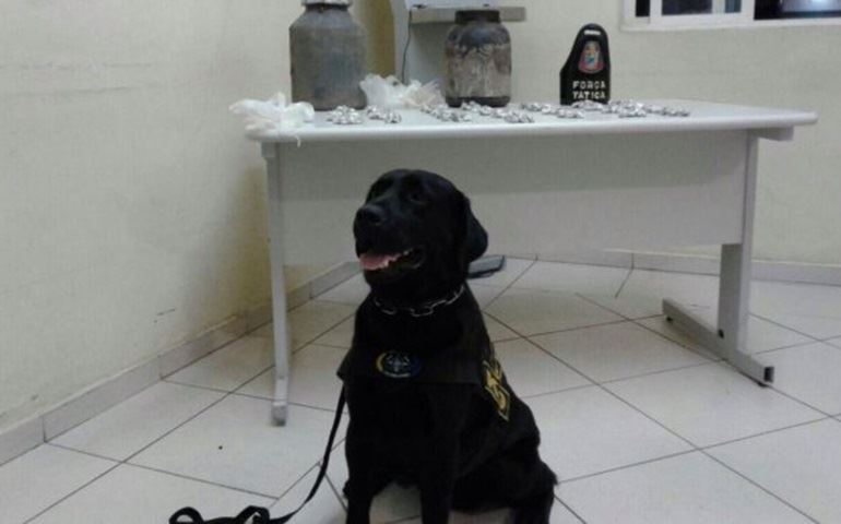 Cão policial Xandy encontra drogas enterradas em mato próximo ao Bairro Vera Cruz