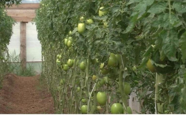 Projeto incentiva agricultores familiares a produzirem alimentos sem agrotóxicos