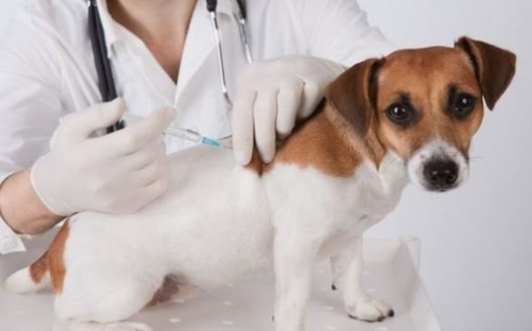 Começa dia 28 Vacinação contra raiva em cães e gatos