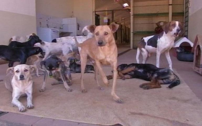 Número de animais em Avaré cresce após serviço de castração ser suspenso, reclamam moradores