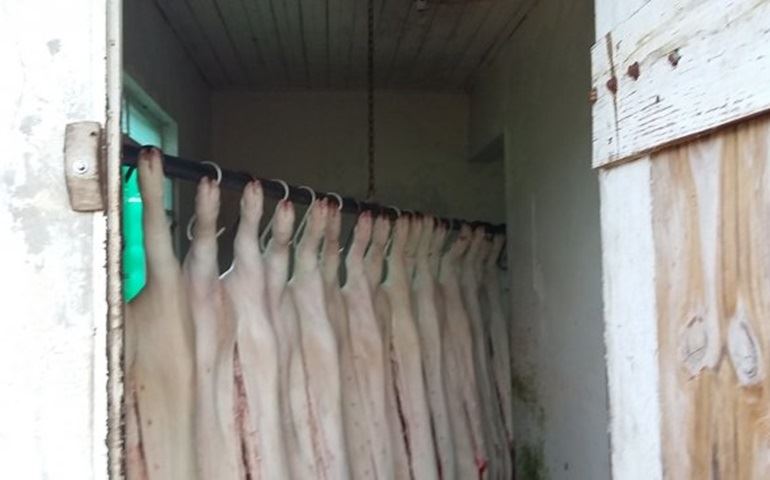 Polícia fecha abatedouro que mantinha porcos suspensos em varal