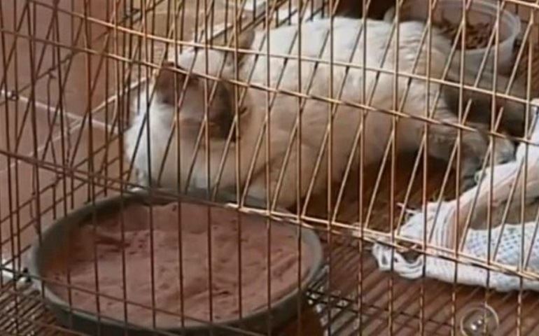 ONG denuncia envenenamento de animais em Cerqueira César