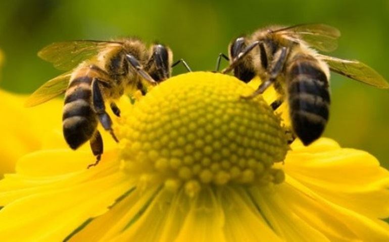 Botucatu alerta para aumento de enxames de abelhas migratórias