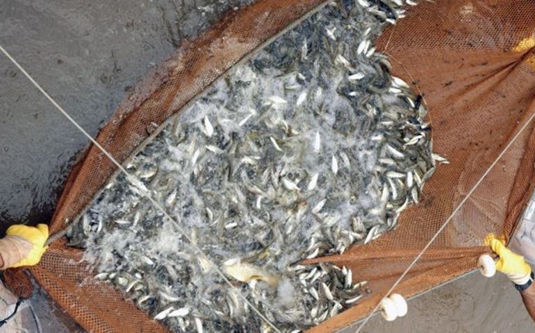 Duke Energy solta 100 mil peixes no Rio Pardo