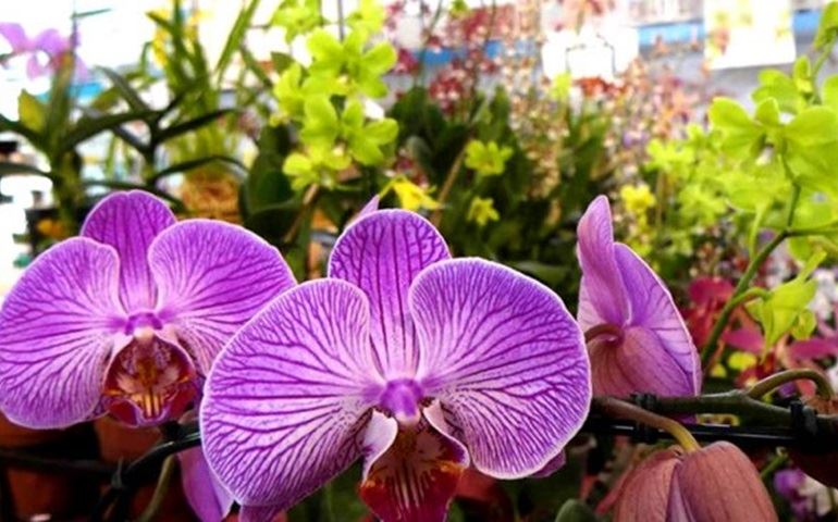 Botucatu sediará 26ª exposição de orquídeas na escola Angelino