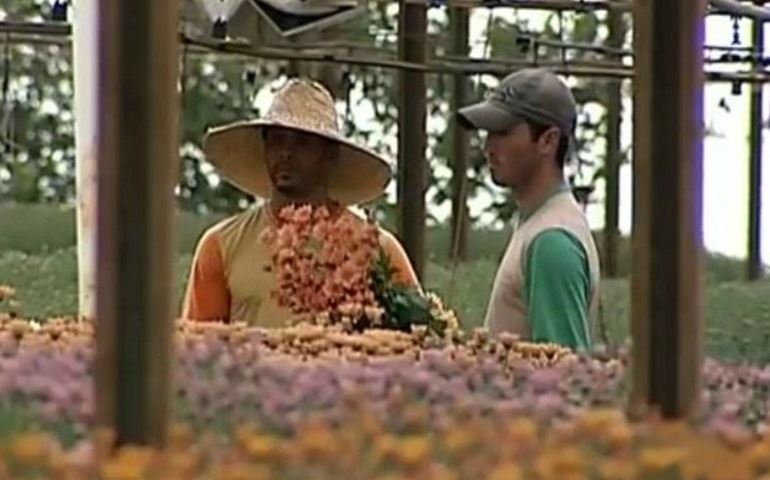 Produção de flores aumenta para o Dia de Finados em Paranapanema