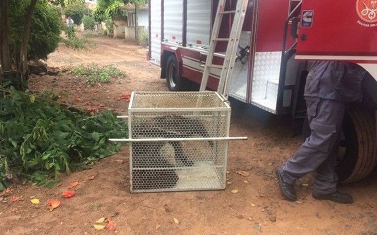 Bombeiros resgatam tamanduá-bandeira em quintal de casa