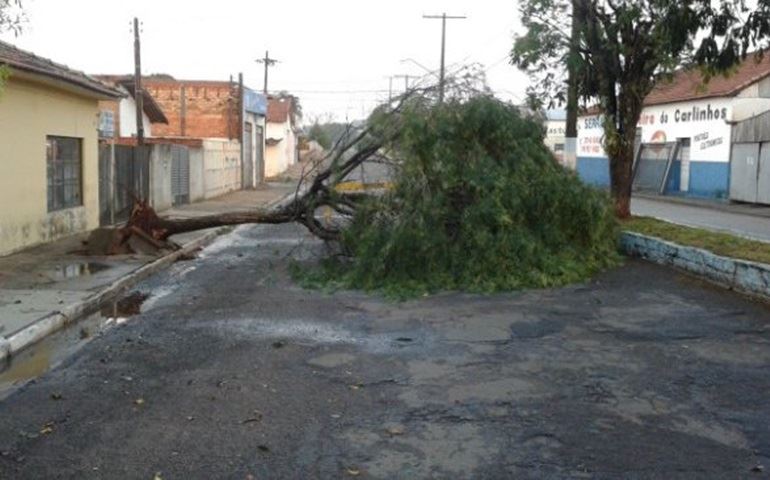 Vendaval derruba árvores, telhas e postes na região de Avaré