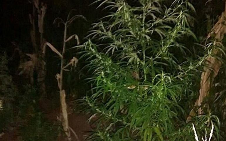 Polícia flagra plantação com 300 quilos de maconha em residência
