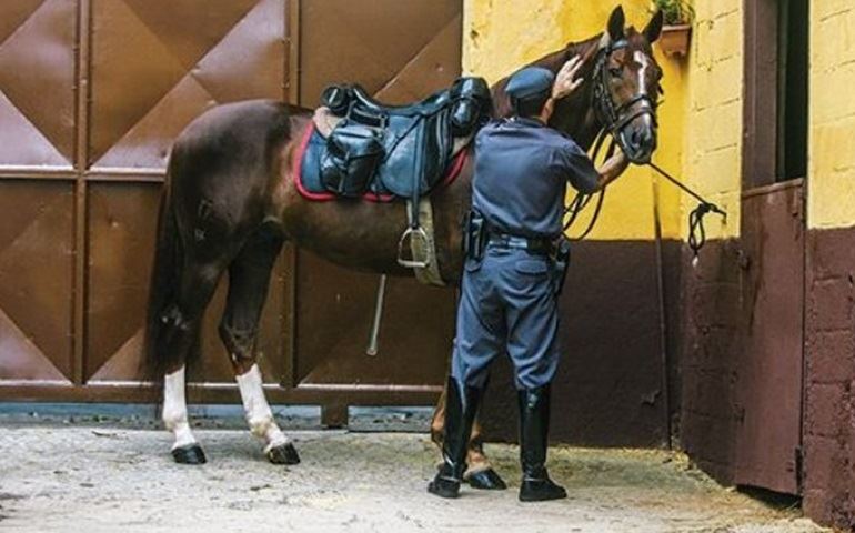A doença de Mormo é suspeita em animais da Polícia Militar - cavalaria