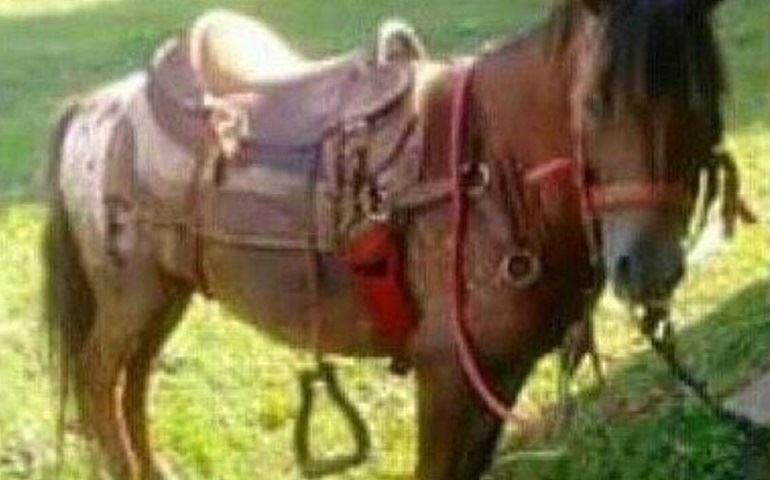 Cavalo usado para equoterapia é furtado em Avaré