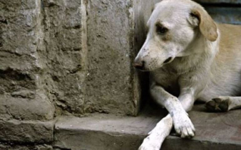 Cachorros soltos no Costa Azul: Uma Negligencia do Poder Público