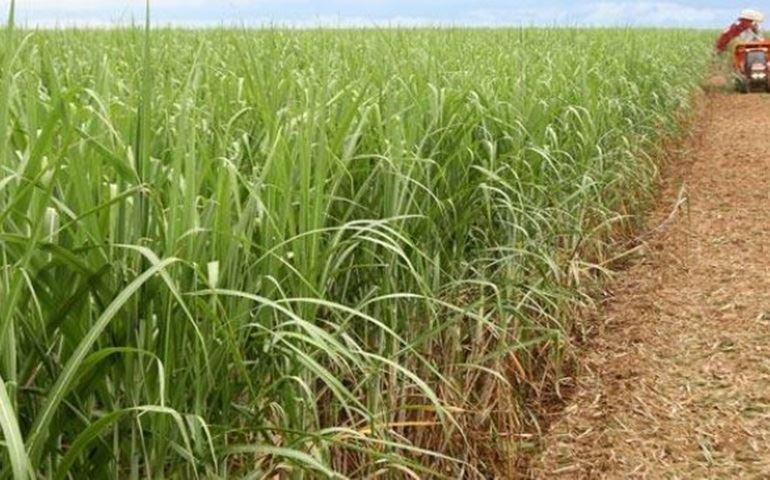 Brasil deve colher safra recorde de cana e elevar produção de açúcar, diz Conab