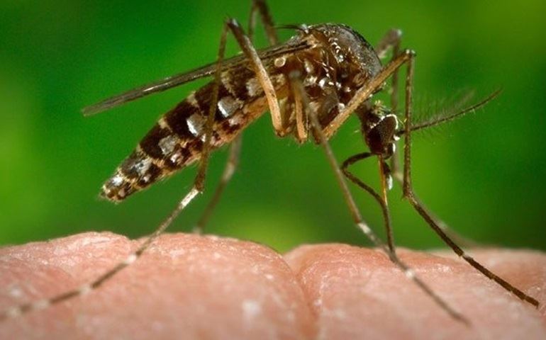Austrália confirma segundo caso consecutivo de zika no país