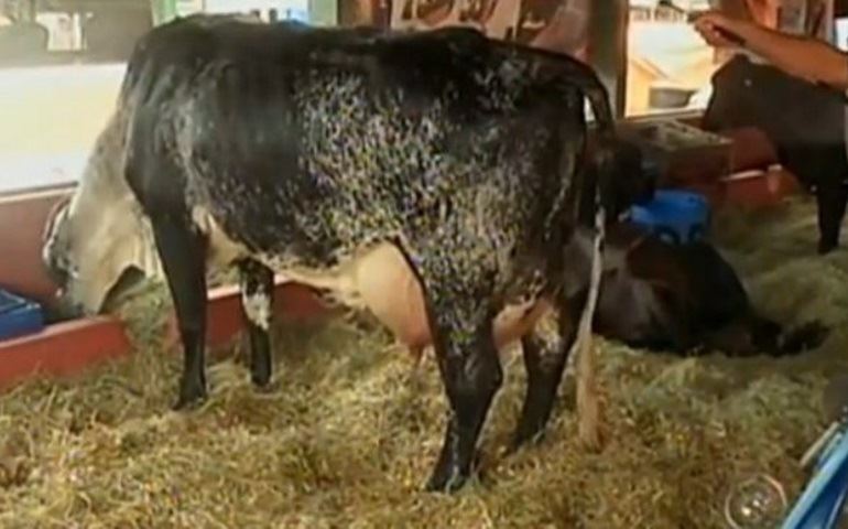 Vaca que ganhou carro em torneio leiteiro é destaque em Avaré