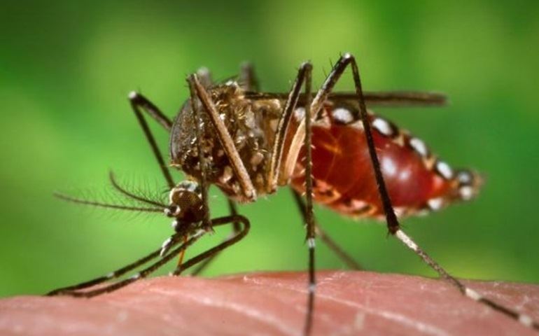 Dengue cai 81% na cidade; chikungunya e zika preocupam