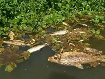 Peixes são encontrados mortos às margens do Rio Sorocaba em Cerquilho