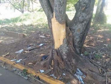 Um adolescente morreu na noite deste sábado (26) após bater o veículo em que estava em uma árvore em
