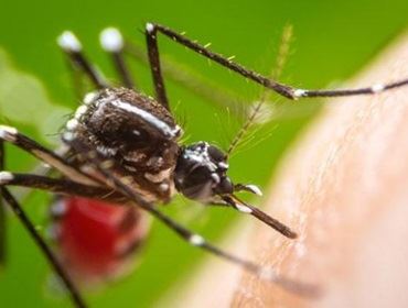 Vigilância divulga alerta sobre picada do mosquito da Dengue