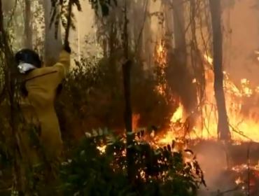 Incêndio atinge área de vegetação no horto florestal de Avaré