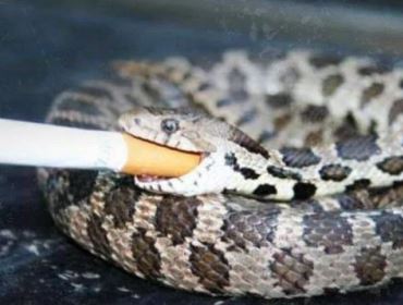 AO VIVO: A cobra vai fumar: PL pede anulação das eleições (veja o vídeo)