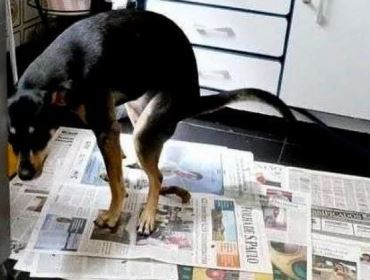 Globo lixo e Folha de S.Paulo - os jornais PETs passam vergonha perante o mundo! (veja o vídeo)