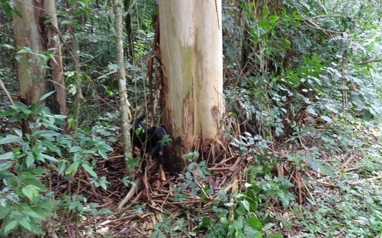 Cachorro é resgatado após ser achado acorrentado em árvore do horto de Avaré