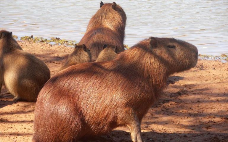 CAPIVARAS NO HORTO