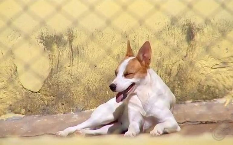 Número de denúncias de maus-tratos a animais diminui durante o período de quarentena em Itapetininga