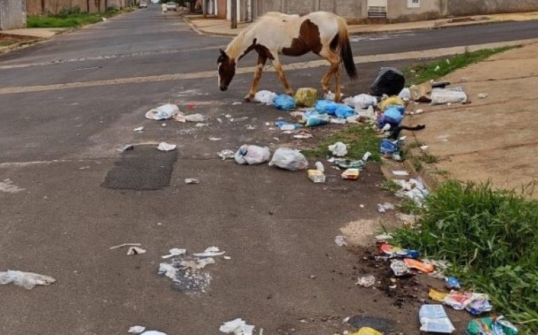 CAVALOS SOLTOS NA RUA ESPALHAM LIXO NO JARDIM TROPICAL