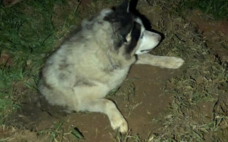 Cachorro levado em furto de sítio é encontrado parcialmente enterrado em Guareí