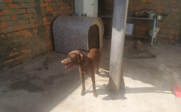 Dois cachorros em situação de abandono são resgatados pela Polícia Civil