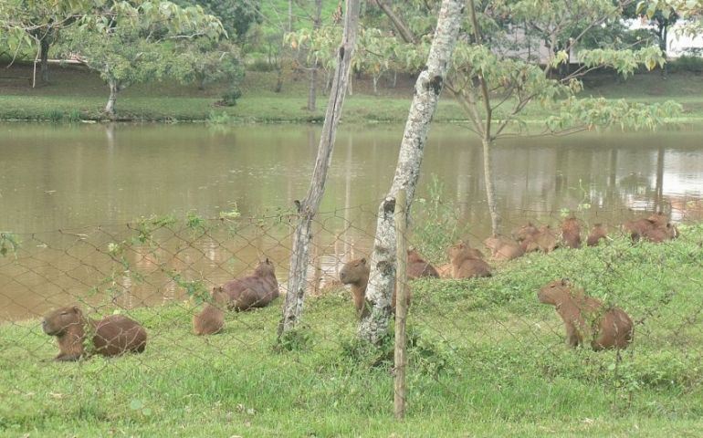 Prefeitura está monitorando capivaras que vivem no Horto Florestal