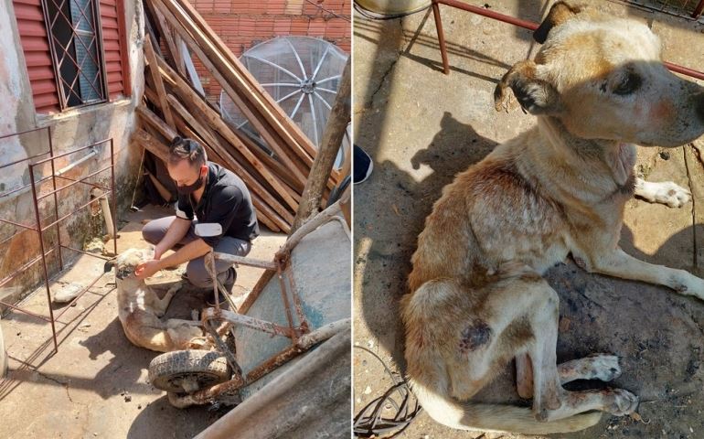 Polícia prende investigado por receptação ao flagrar cadela com sinais de maus-tratos na casa dele