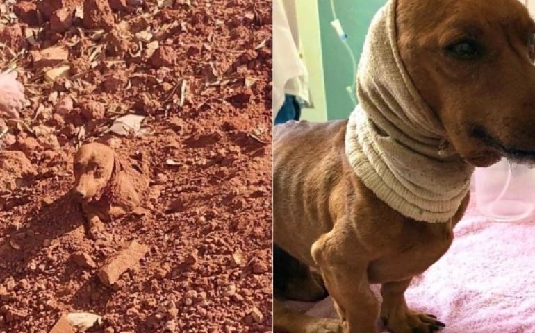 Mulher diz à polícia que marido enterrou cachorro vivo porque animal ficou ferido após briga