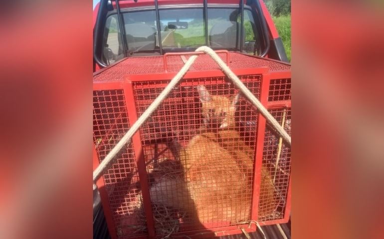 Bombeiros resgatam lobo-guará que foi atropelado em rodovia de Paranapanema