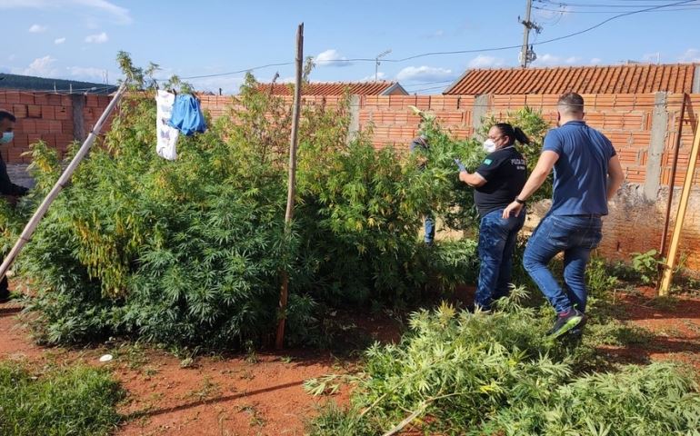 Homem é preso com plantação de maconha no quintal de casa em Capão Bonito