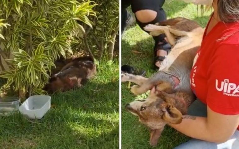 ONG resgata cadela ferida que foi amarrada no sol em frente a condomínio de Itapetininga