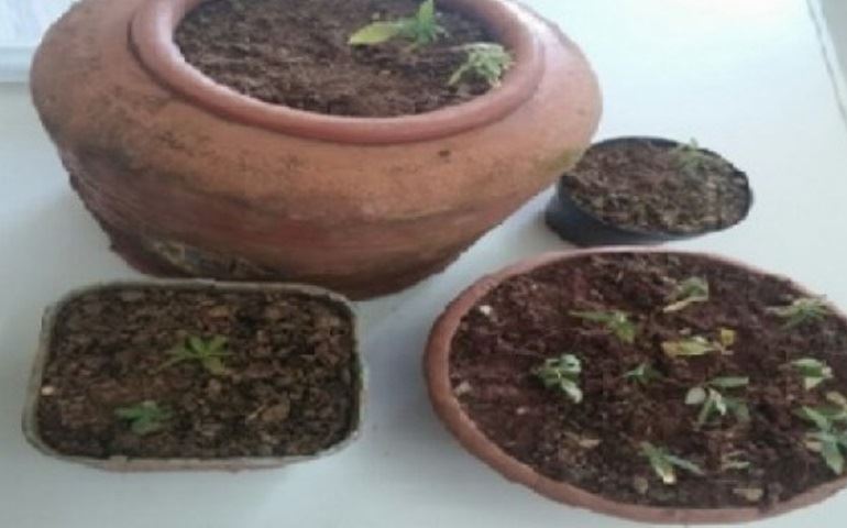 Polícia Militar prende homem com plantação de maconha em casa