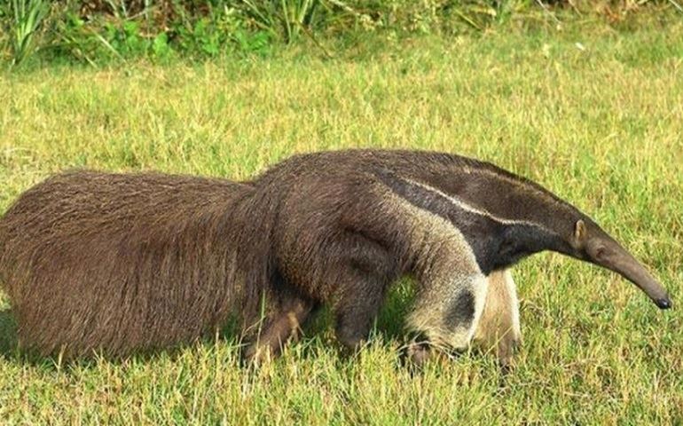 Depois de estudos na região, cientistas alertam: Tamanduá-bandeira pode acabar no Cerrado de SP