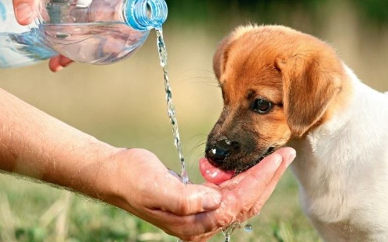 Seu pet está sofrendo com o tempo seco? Veja dicas para amenizar os efeitos