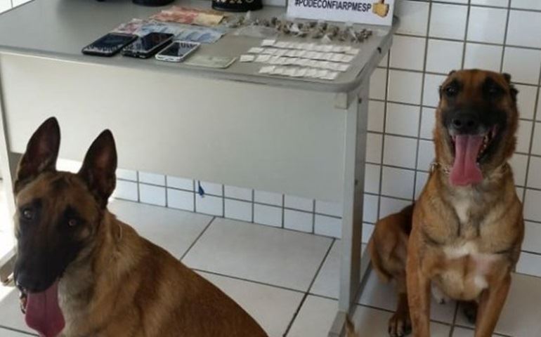 Cães da PM voltam a 'sorrir' em apreensão de drogas em Tatuí