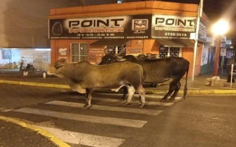 Internautas flagram bois no centro de Avaré