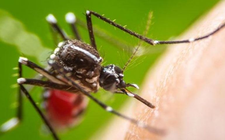 Vigilância divulga alerta sobre picada do mosquito da Dengue